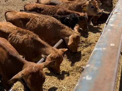 cattle listing photo