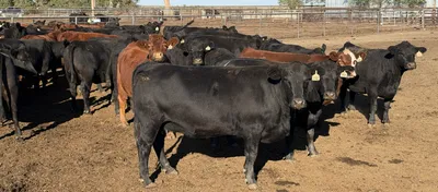 cattle listing photo