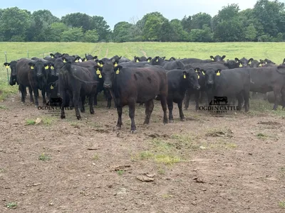 cattle listing photo