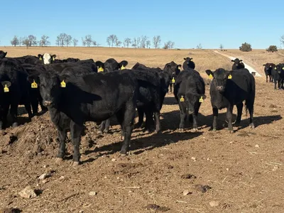 cattle listing photo