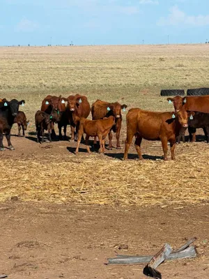 cattle listing photo