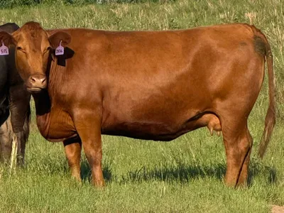 cattle listing photo