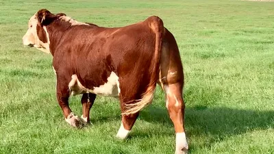cattle listing photo