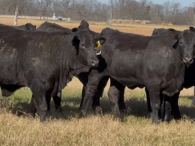 cattle listing photo
