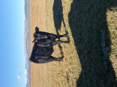 cattle listing photo
