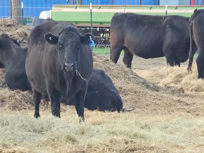 cattle listing photo