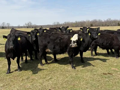 cattle listing photo