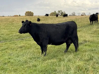 cattle listing photo