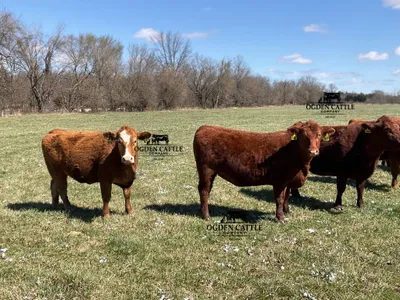 cattle listing photo