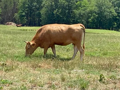 cattle listing photo