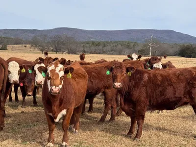 cattle listing photo