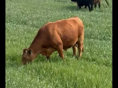 cattle listing photo