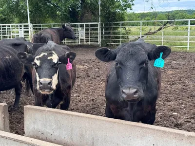 cattle listing photo
