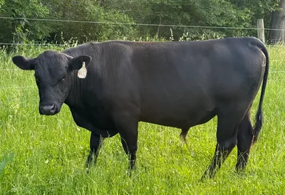 cattle listing photo
