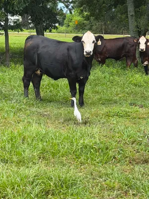 cattle listing photo