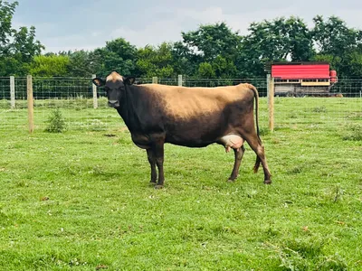 cattle listing photo