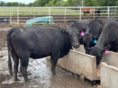 cattle listing photo