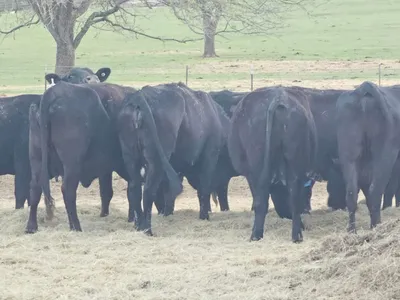 cattle listing photo