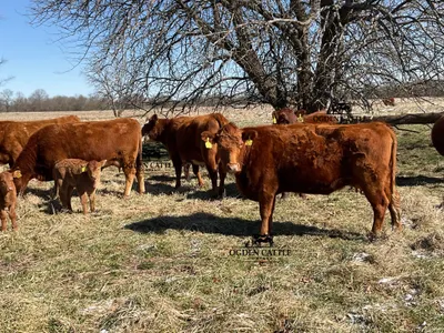 cattle listing photo