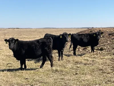 cattle listing photo