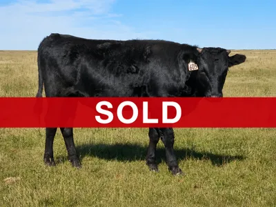 cattle listing photo