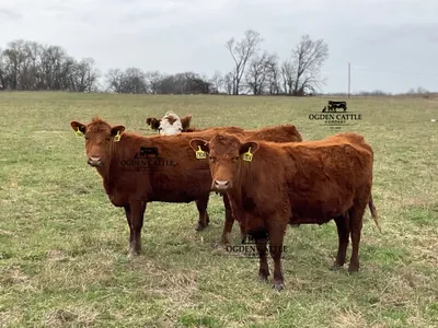 cattle listing photo