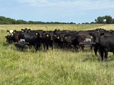 cattle listing photo