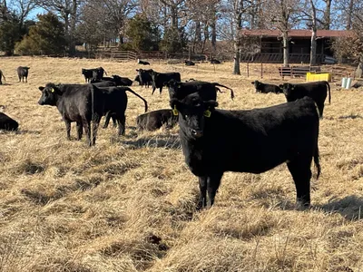 cattle listing photo