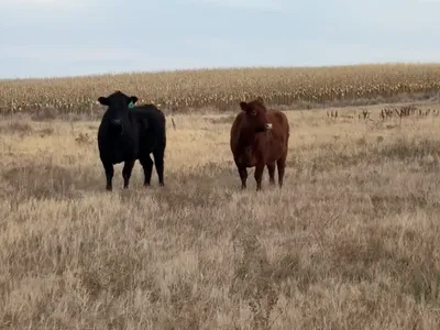 cattle listing photo