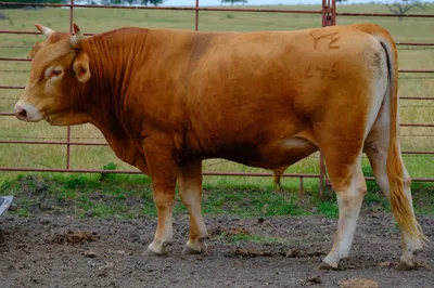 cattle listing photo