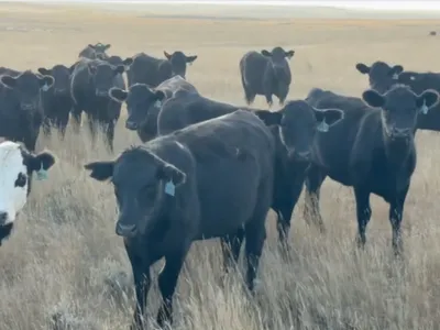 cattle listing photo