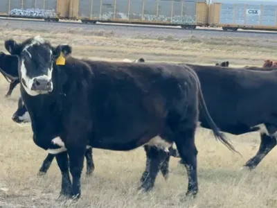 cattle listing photo