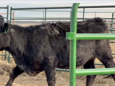 cattle listing photo