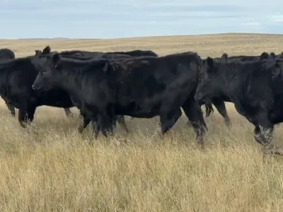 cattle listing photo