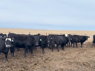 cattle listing photo