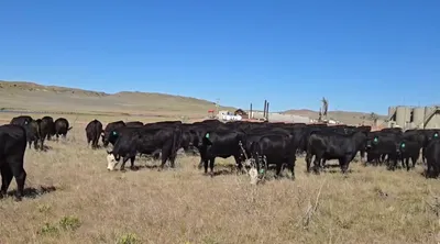 cattle listing photo