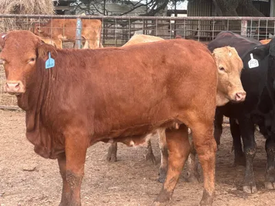 cattle listing photo