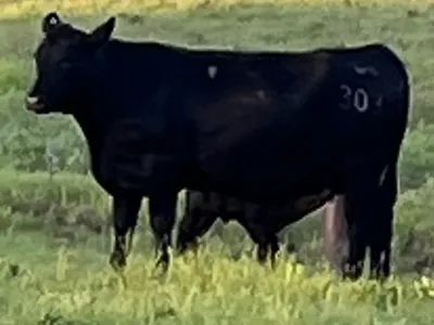 cattle listing photo