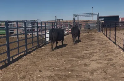 cattle listing photo