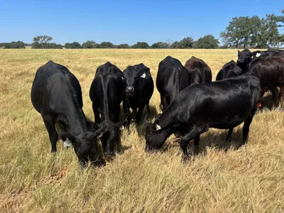cattle listing photo