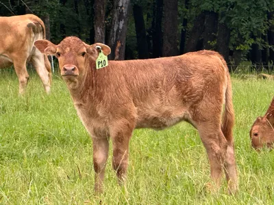 cattle listing photo