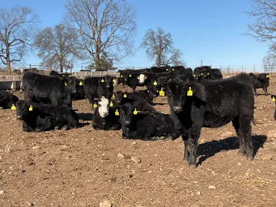 cattle listing photo