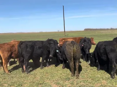 cattle listing photo