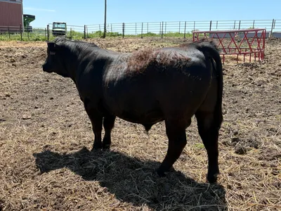 cattle listing photo