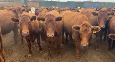 cattle listing photo
