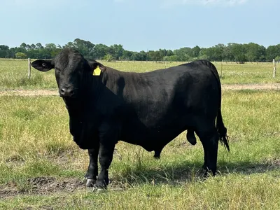 cattle listing photo