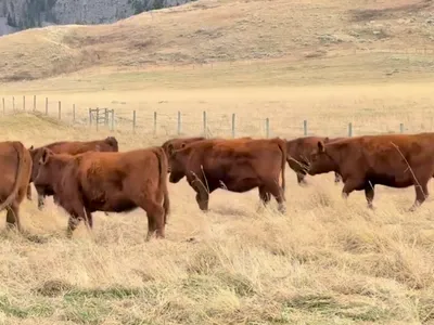 cattle listing photo