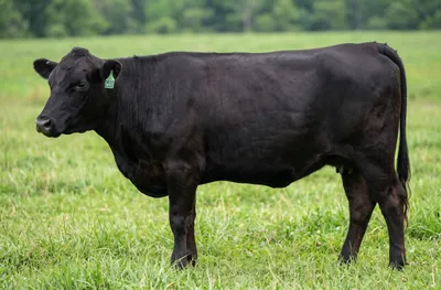 cattle listing photo