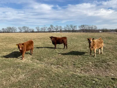 cattle listing photo