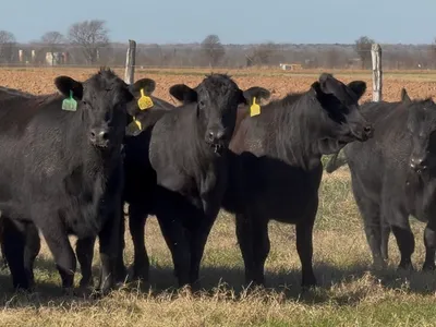 cattle listing photo